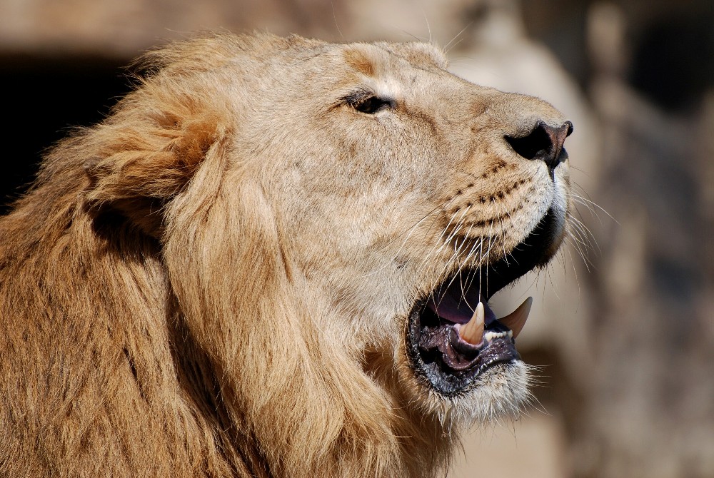 Do Zoo Praha přicestoval z německého Magdeburgu lev Parys. Foto: Jiří Trojánek, Zoo Praha