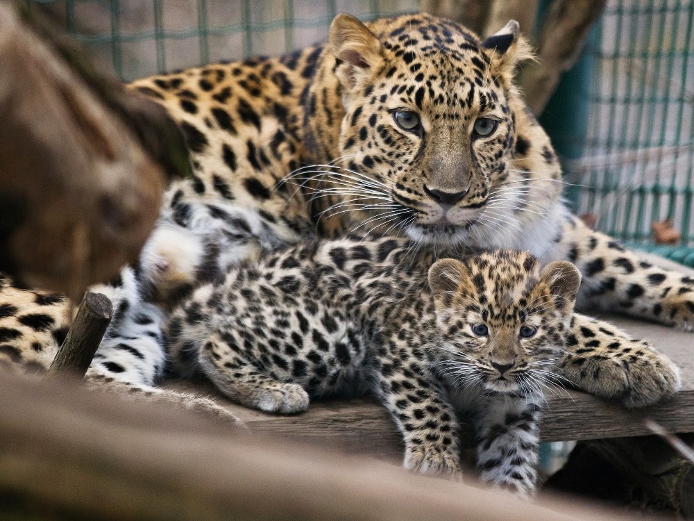 One of the cubs with its mother Khanka Photo: Tomáš Adamec, Prague Zoo