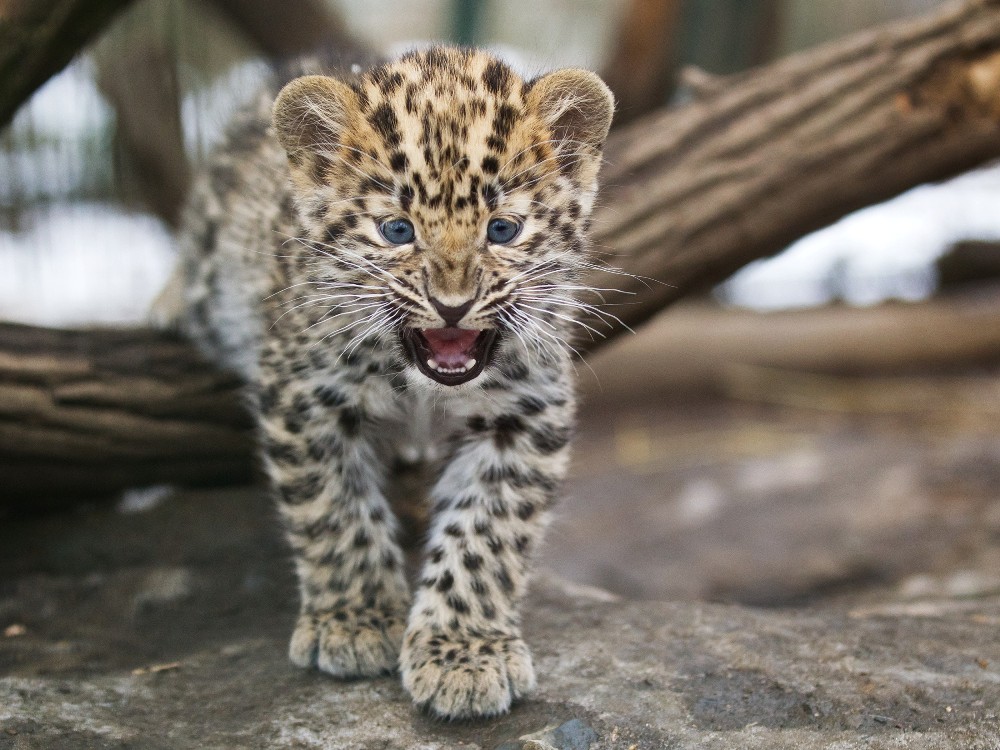 Two-and-a-half-month old cub Photo: Tomáš Adamec, Prague Zoo