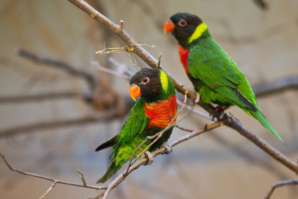 Lori balijský je dnes kriticky ohrožený, o to větší radost mají chovatelé z každého úspěšného odchovu. Foto: Tomáš Adamec, Zoo Praha