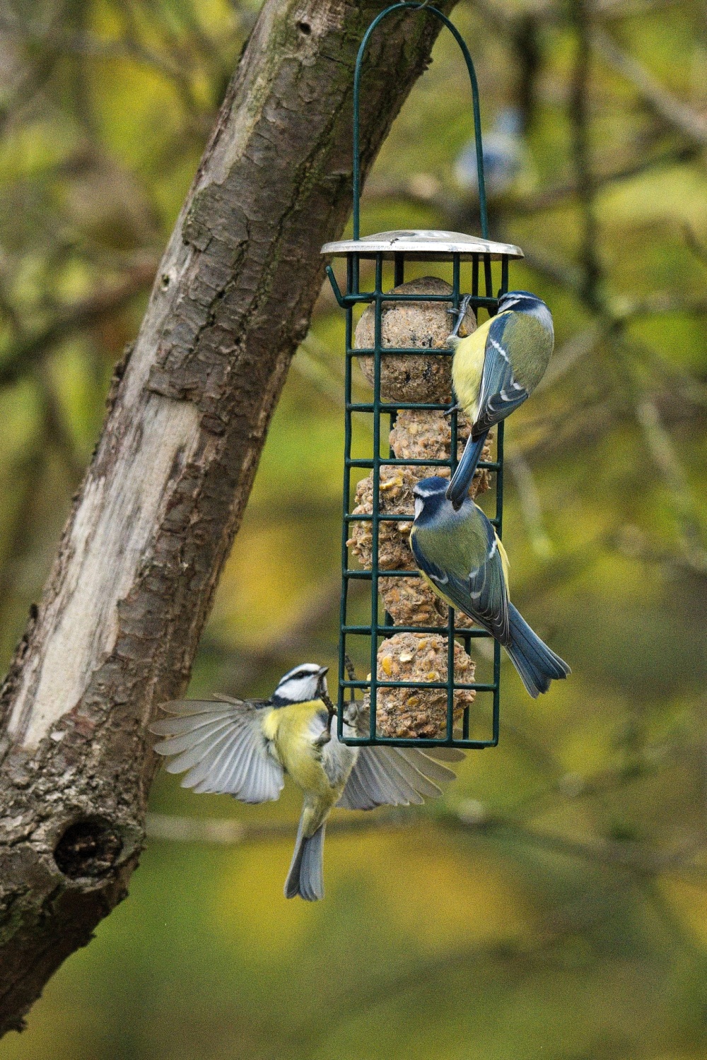 Lojové koule se obvykle prodávají v plastových síťkách, mnohem vhodnější je však vložit je do drátěného tubusu jako je ten na snímku. Foto: Miloslav Anderle, ČSO
