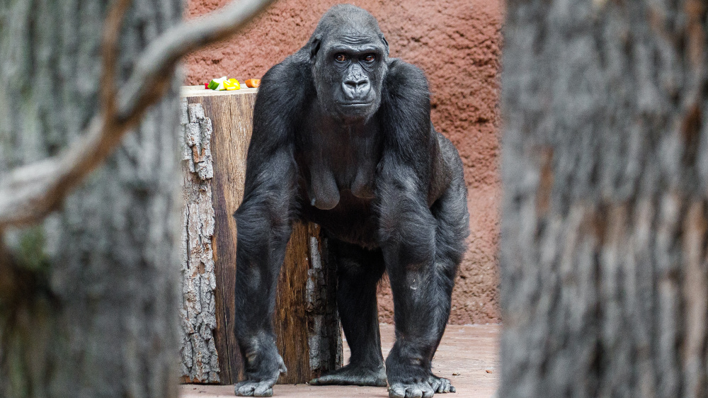 Kijivu poprvé ve vnitřní expozici nového pavilonu. Díky příchodu samce, který nahradí Richarda, by se mohla dočkat dalšího mláděte. Foto: Miroslav Bobek, Zoo Praha