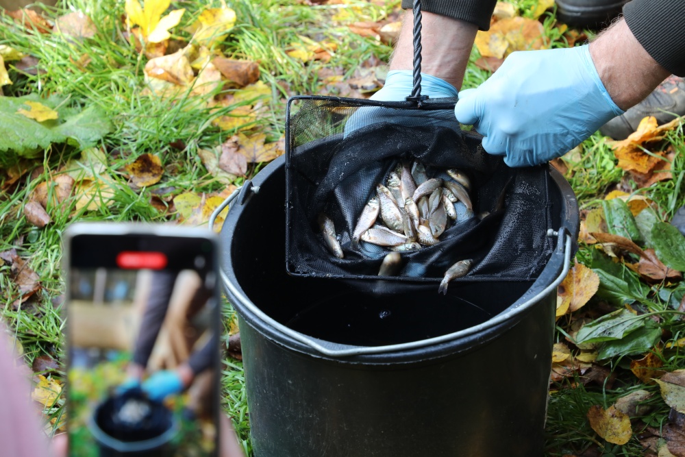 Malí karasi obecní před vypuštěním do rybníka U Kamenného stolu v pražské Vinoři. Foto: Miroslav Bobek, Zoo Praha Malí karasi obecní před vypuštěním do rybníka U Kamenného stolu v pražské Vinoři. Foto: Miroslav Bobek, Zoo Praha