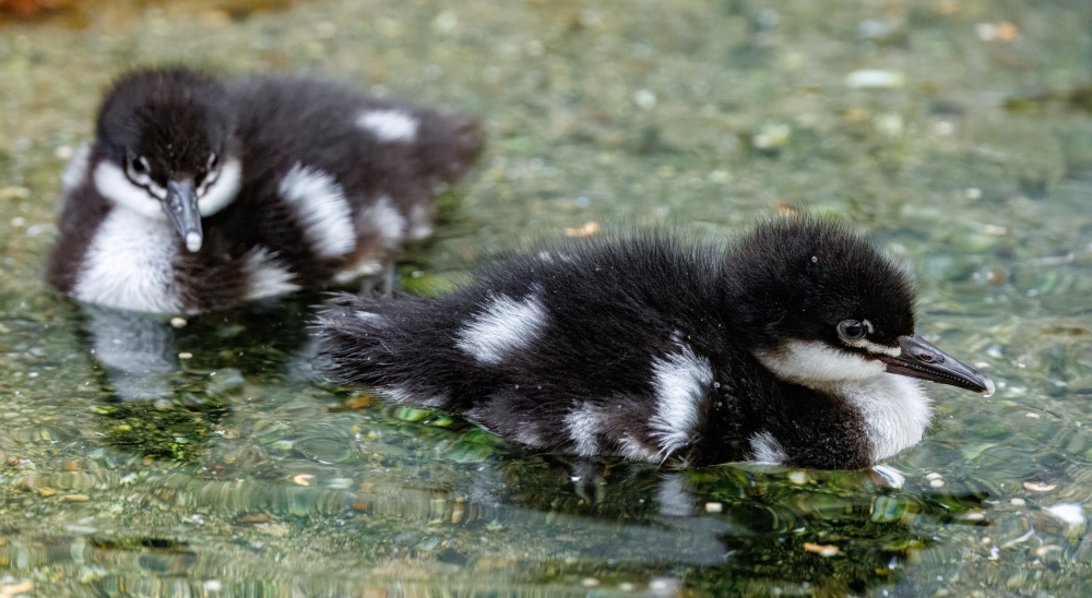 Mláďata morčáka paranského ze Zoo Praha – světově první odchov v lidské péči mimo Brazílii. Foto: Miroslav Bobek, Zoo Praha Mláďata morčáka paranského ze Zoo Praha – světově první odchov v lidské péči mimo Brazílii. Foto: Miroslav Bobek, Zoo Praha