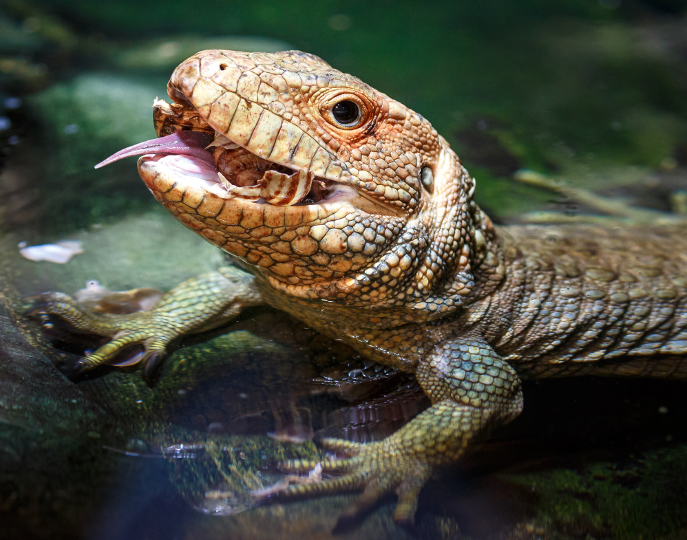 Foto: Miroslav Bobek, Zoo Praha