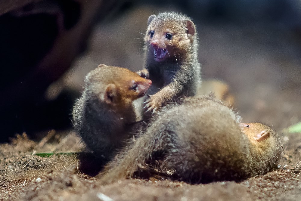 Mláďata mangust trpasličích jsou velmi hravá.  Foto: Petr Hamerník, Zoo Praha