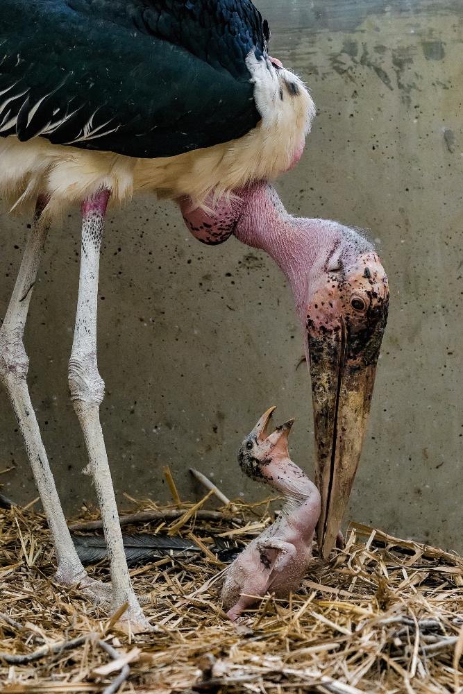 12denní mládě čápa marabu s adoptivním rodičem (foto: Petr Hamerník, Zoo Praha)