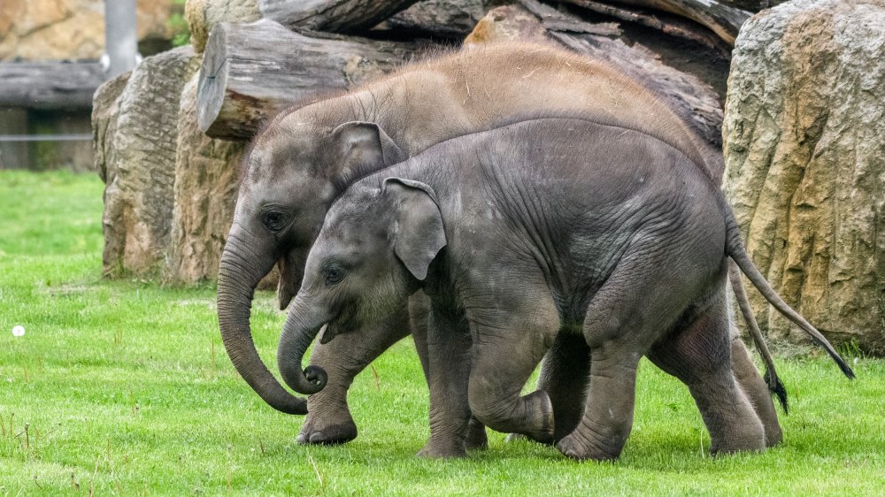 Slůňata Max a Rudi společně dovádí ve velkém travnatém výběhu. Foto Petr Hamerník, Zoo Praha