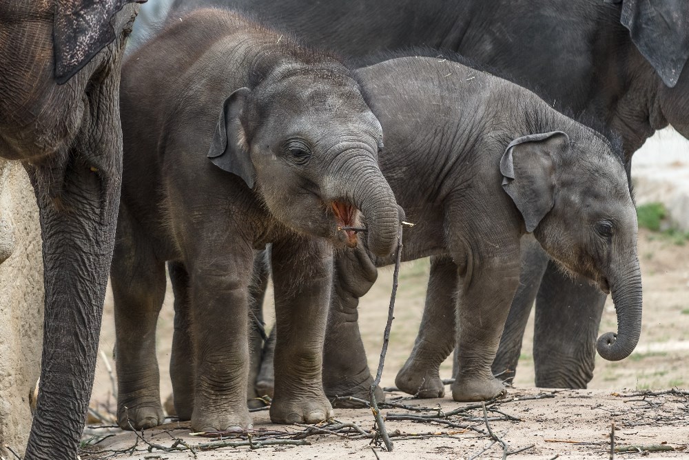 Max je šikovné slůně a umí už také velmi dobře používat chobot. Foto Petr Hamerník, Zoo Praha.
