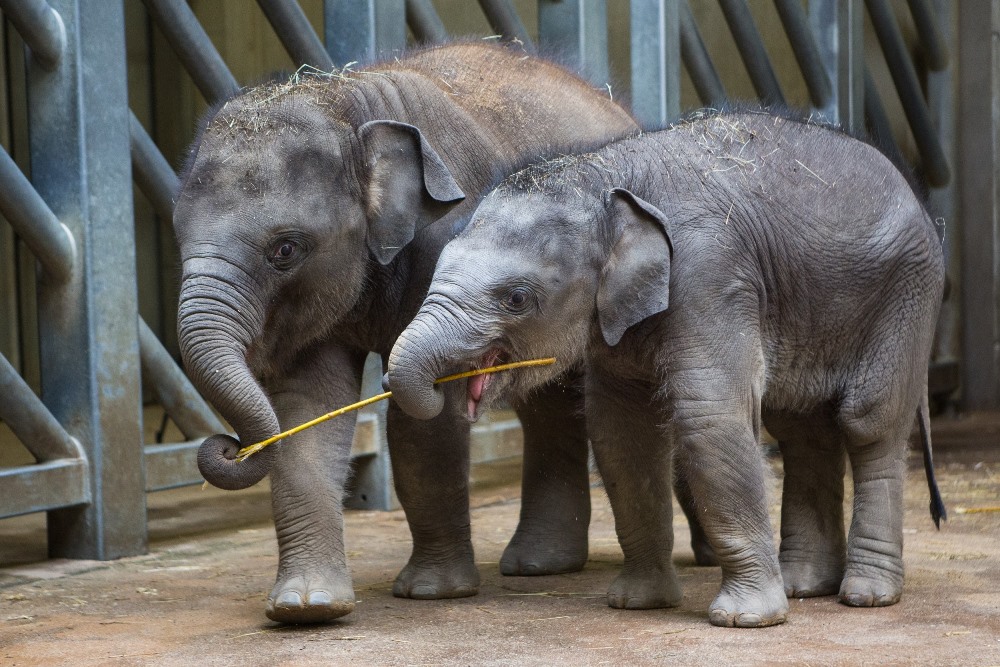 Slůňata Max a Rudi se o poslední zbytek pomlázky dlouho přetahovala. Foto: Václav Šilha, Zoo Praha.