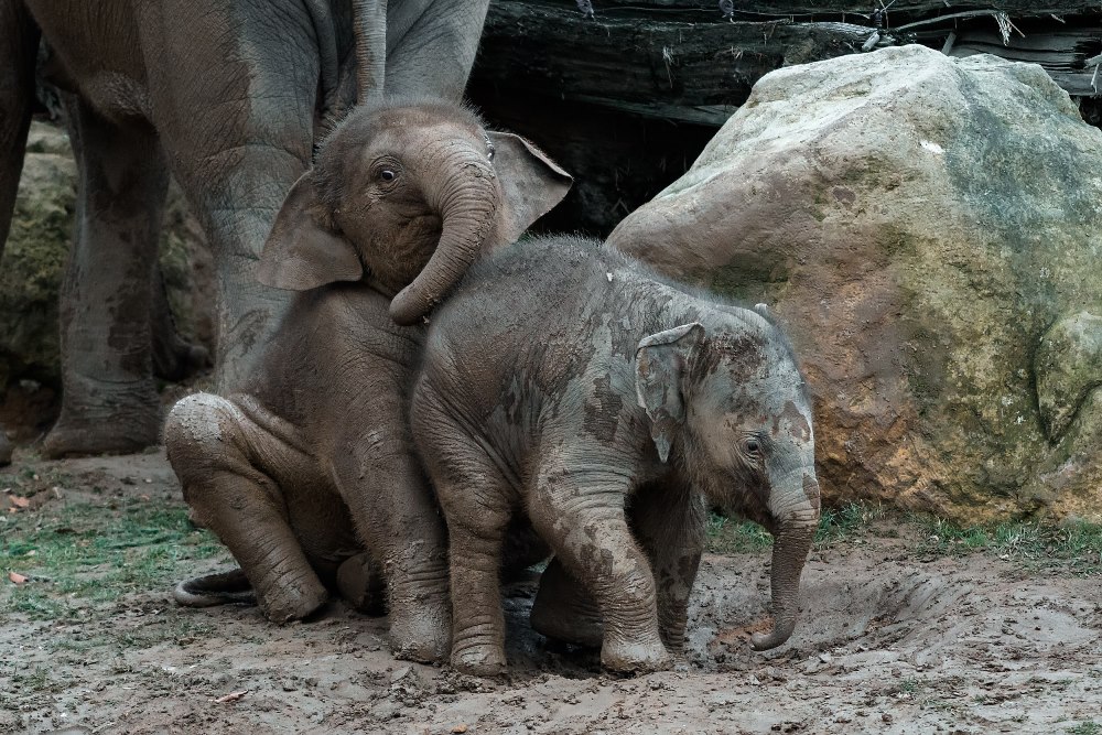 Malý Rudi (vpravo) si od Maxe nenechá nic líbit. Foto: Petr Hamerník, Zoo Praha 