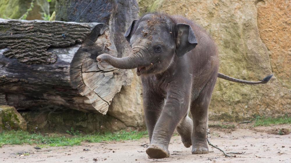 Roční Maxmilián je plný energie a stále v dobré náladě. Foto Václav Šilha, Zoo Praha.