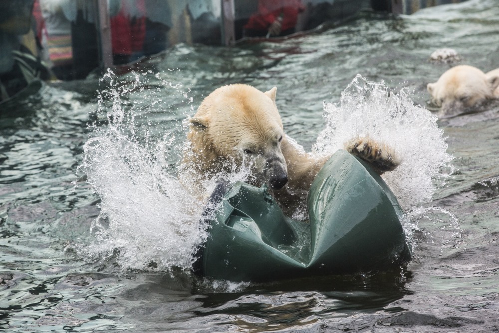 Se zbytky makety si medvědi ještě dlouho nadšeně hráli, ve vodě i na suchu. Foto: Václav Šilha, Zoo Praha.