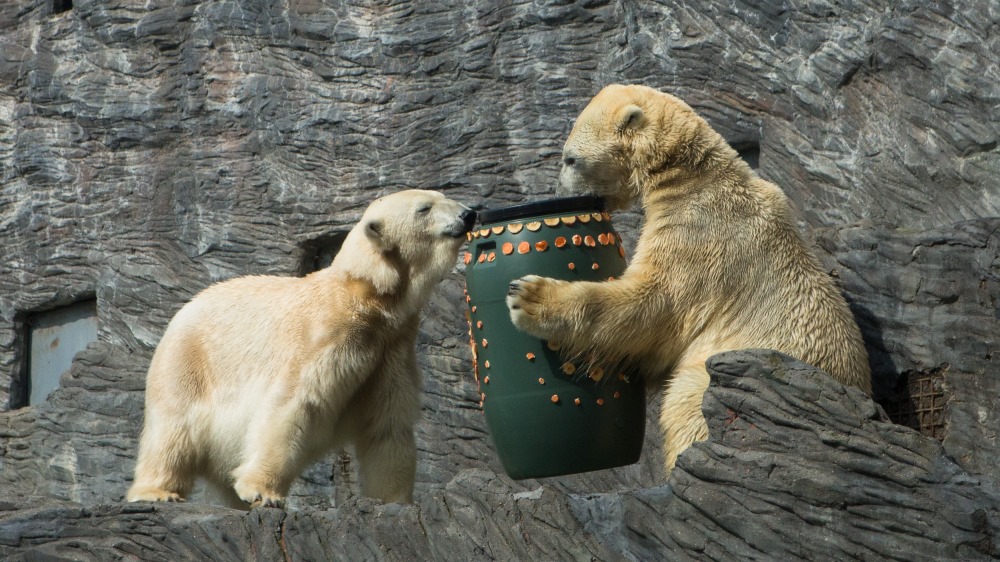 Obří kraslice měla u trojice medvědů veliký úspěch. Foto: Václav Šilha, Zoo Praha.