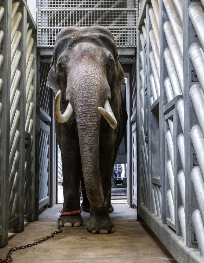 Mekong míří do chovné skupiny v Zoo Amsterdamu. Foto: Petr Hamerník, Zoo Praha