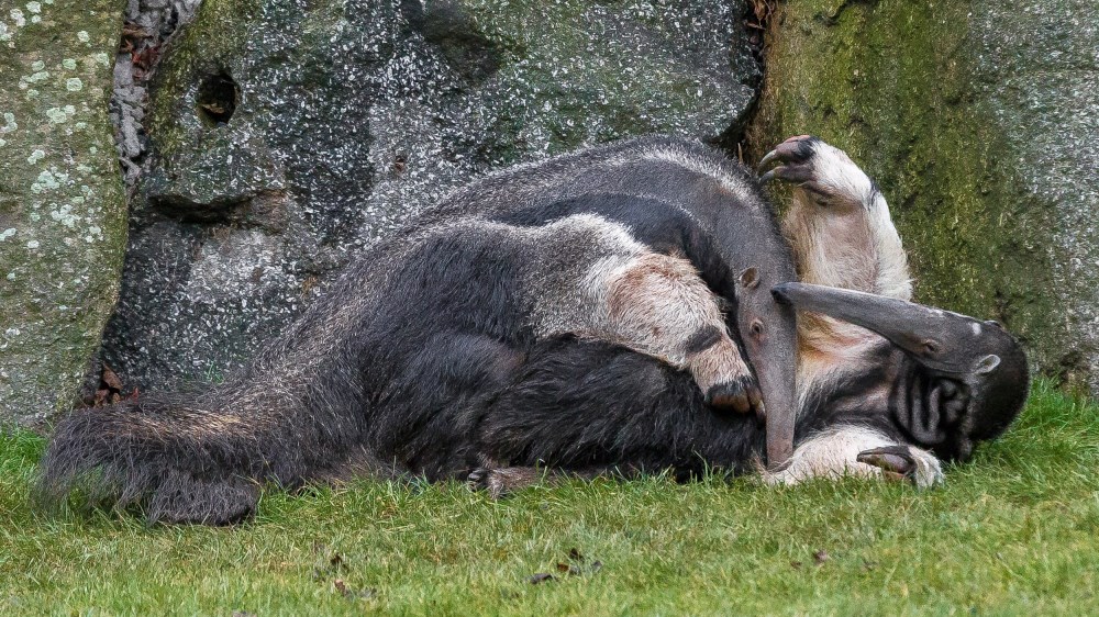 Pokud by Ella zabřezla hned napoprvé, mohla by se Zoo Praha dočkat svého vůbec prvního mláděte zhruba za půl roku. Foto: Petr Hamerník, Zoo Praha