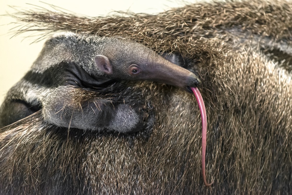 Mládě mravenečníka velkého narozené 20. ledna je stále častěji k vidění. Foto: Petr Hamerník, Zoo Praha