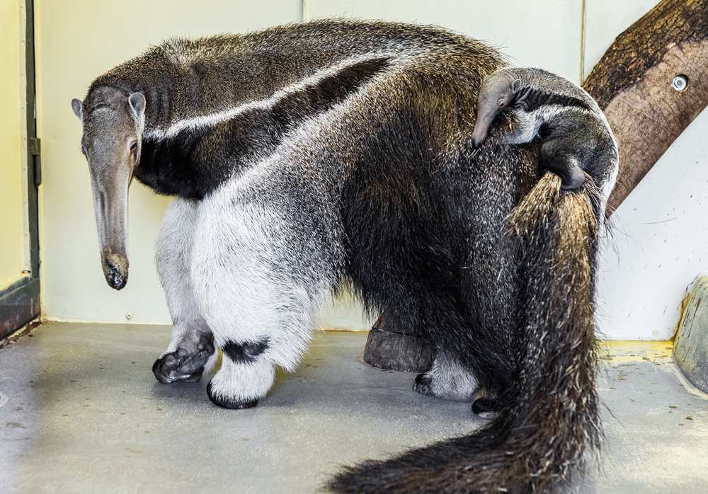 První mládě mravenečníka velkého narozené v pražské zoo. Foto: Miroslav Bobek, Zoo Praha