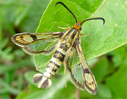 Foto: P. Šinkyřík