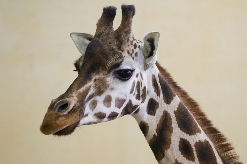 Žirafa Nora, foto: Tomáš Adamec, Zoo Praha