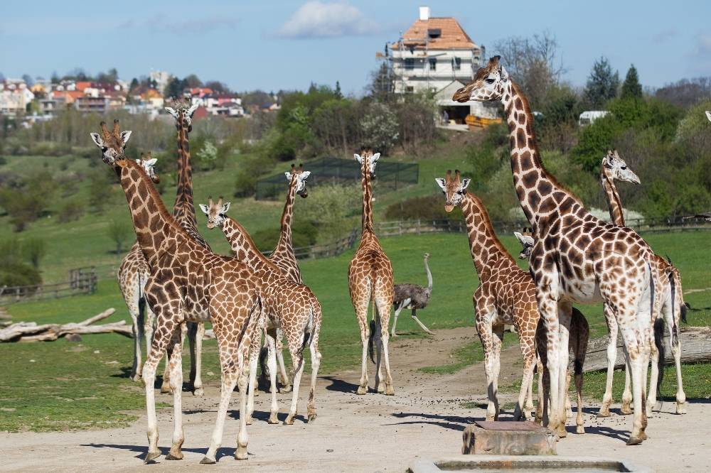 Stádo žiraf Rothschildových, foto: Tomáš Adamec, Zoo Praha