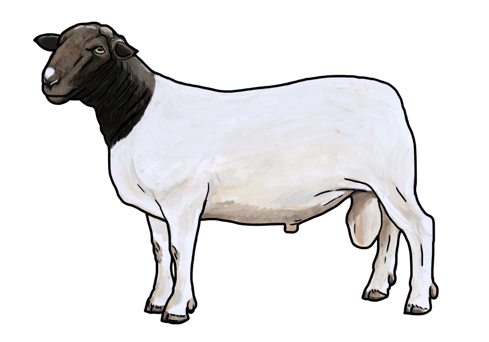 Ilustrace: Ivana Hanzlíková