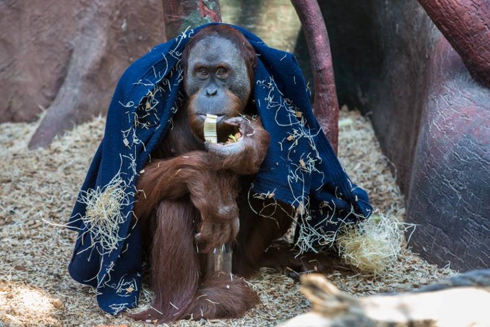 Gempa, foto: Václav Šilha, Zoo Praha