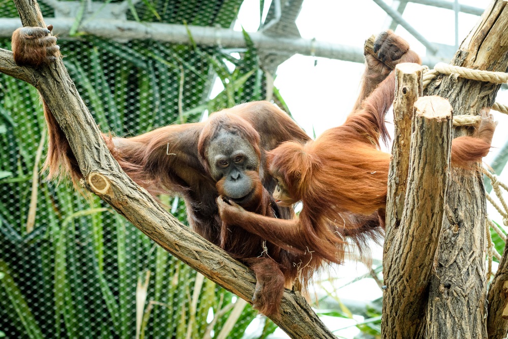 Orangutan Gempa se svou nevlastní sestrou Diri. Petr Hamerník, Zoo Praha