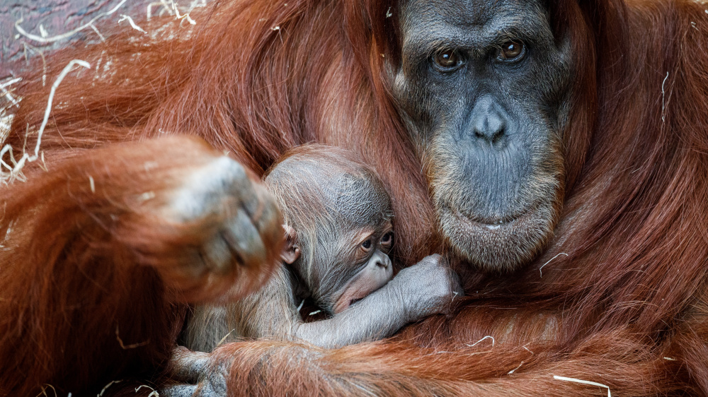 Foto: Miroslav Bobek, Zoo Praha