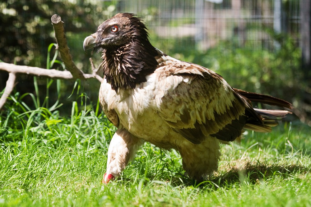 Bernd strávila v Zoo Praha sedm týdnů. Nyní je připravena vrátit se do přírody. Foto: Tomáš Adamec, Zoo Praha