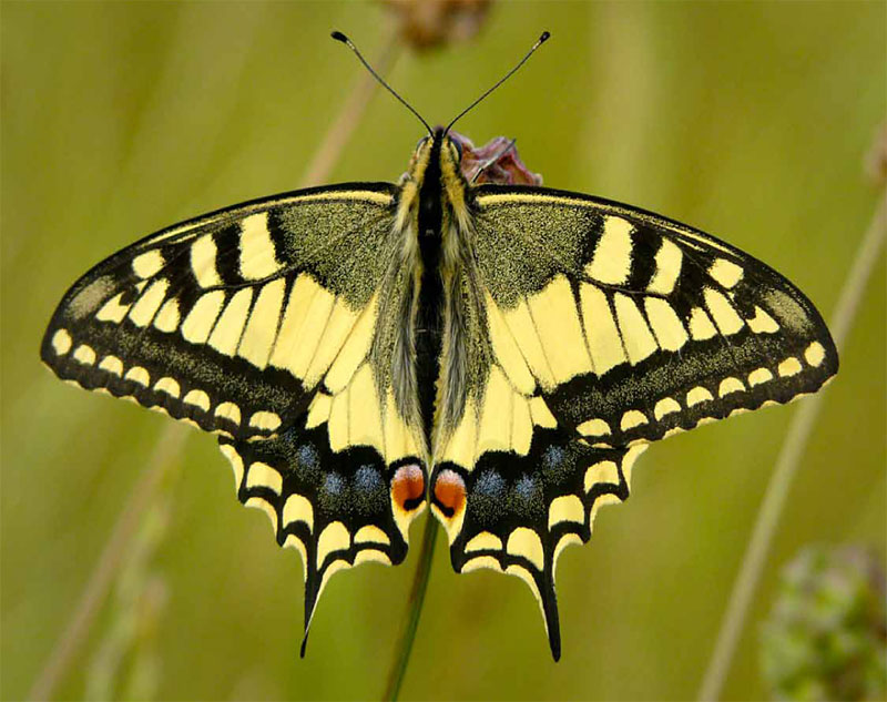 Otakárek fenyklový