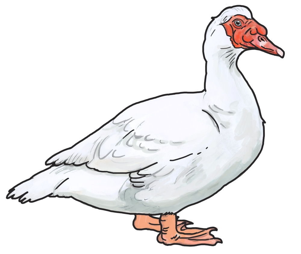 Ilustrace: Ivana Hanzlíková