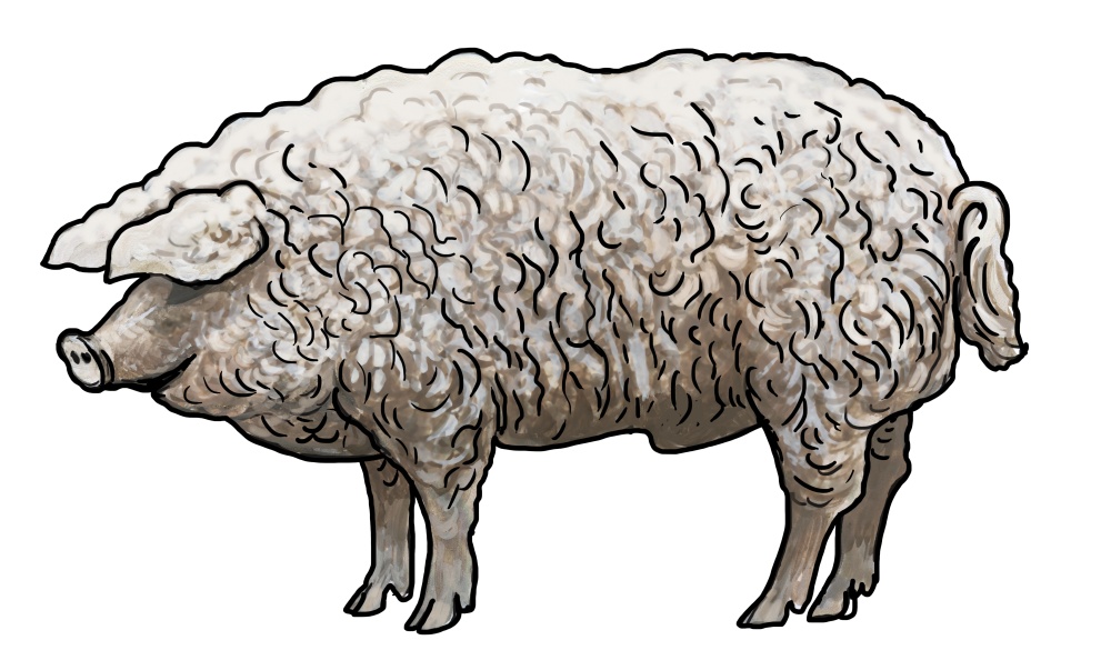 Ilustrace: Ivana Hanzlíková