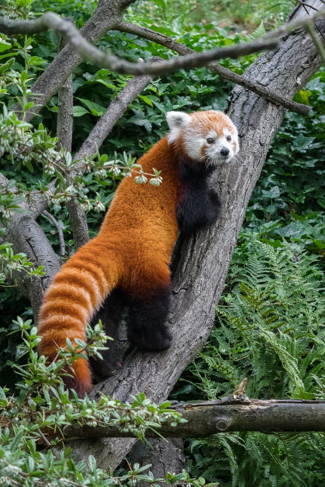 Samice Wilma utvoří pár pand červených se samcem Patem. Foto: Petr Hamerník, Zoo Praha.