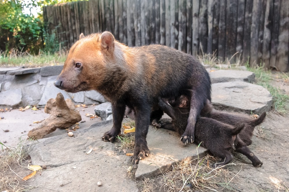 Smečka psů pralesních momentálně čítá devět jedinců. Foto: Roman Vodička, Zoo Praha