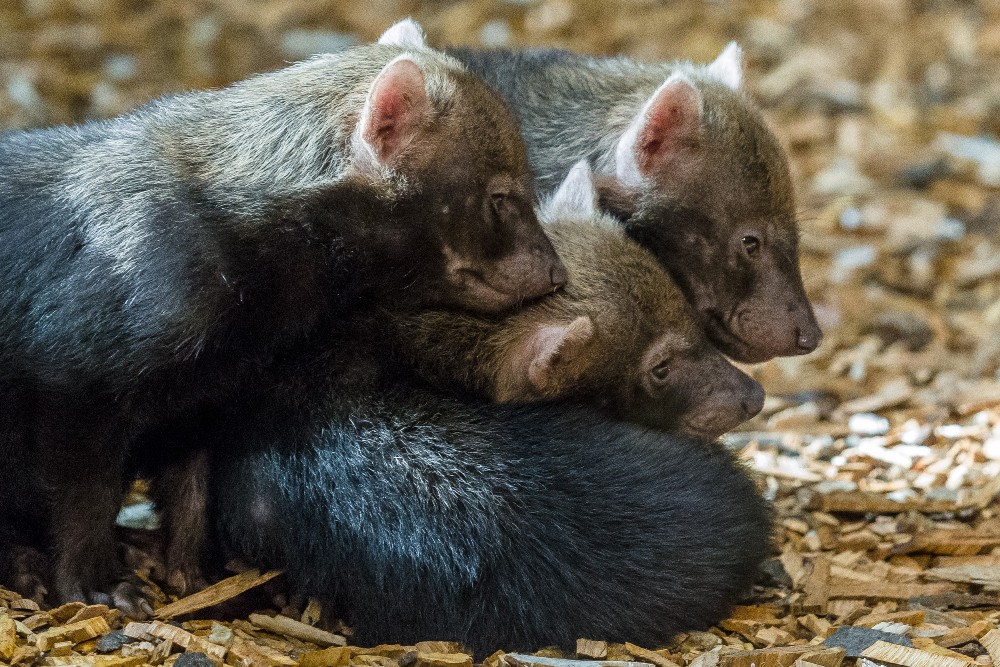 Letošní štěňata psů pralesních se narodila 10. července a mají se čile k světu. Foto: Petr Hamerník, Zoo Praha