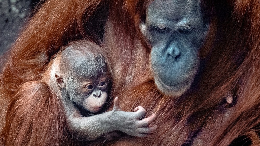 Orangutaní sameček už má jméno! Foto: Miroslav Bobek, Zoo Praha