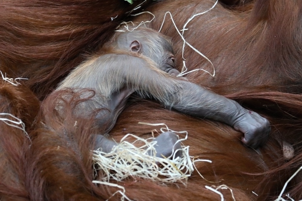 Foto: Miroslav Bobek, Zoo Praha