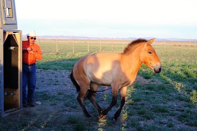 Releasing Tara in Takhin tal. In Dolní Dobřejov, we were considering whether or not to replace her, as with Yara, but, in the end, her transportation was problem-free. 