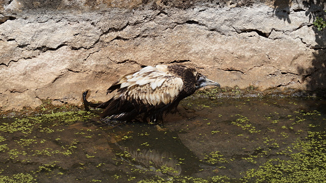 Exhausted Anna in a puddle of water in southern Turkey. Photo: Volen Arkumarev