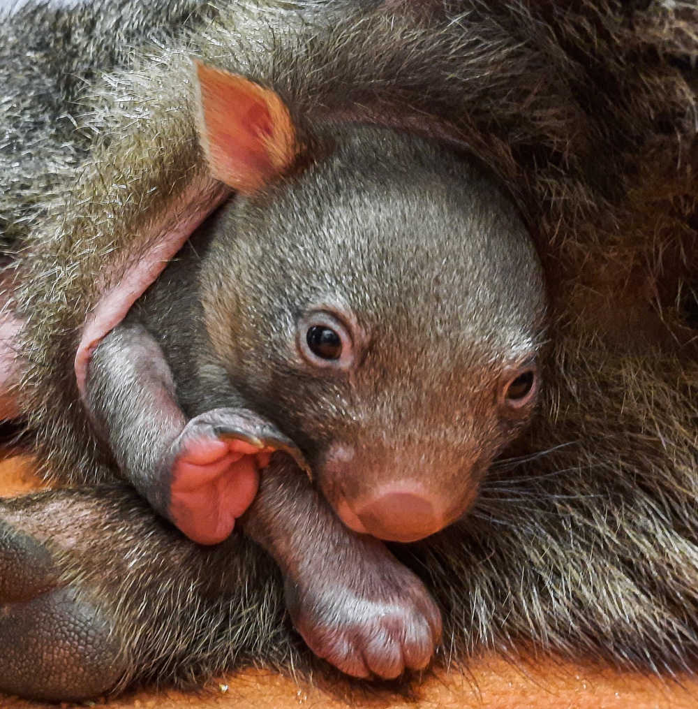 Na snímku pořízeném začátkem února vyhlíží Cooper z matčina vaku. Foto: Erlebnis-Zoo Hannover