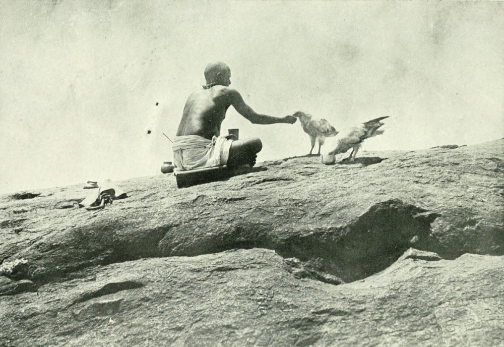 Na fotografii zachytil posvátné supy v chrámu v Tirukkalukundramu poprvé etnograf Edgar Thurston a zveřejnil ji ve své knize vydané roku 1906. 