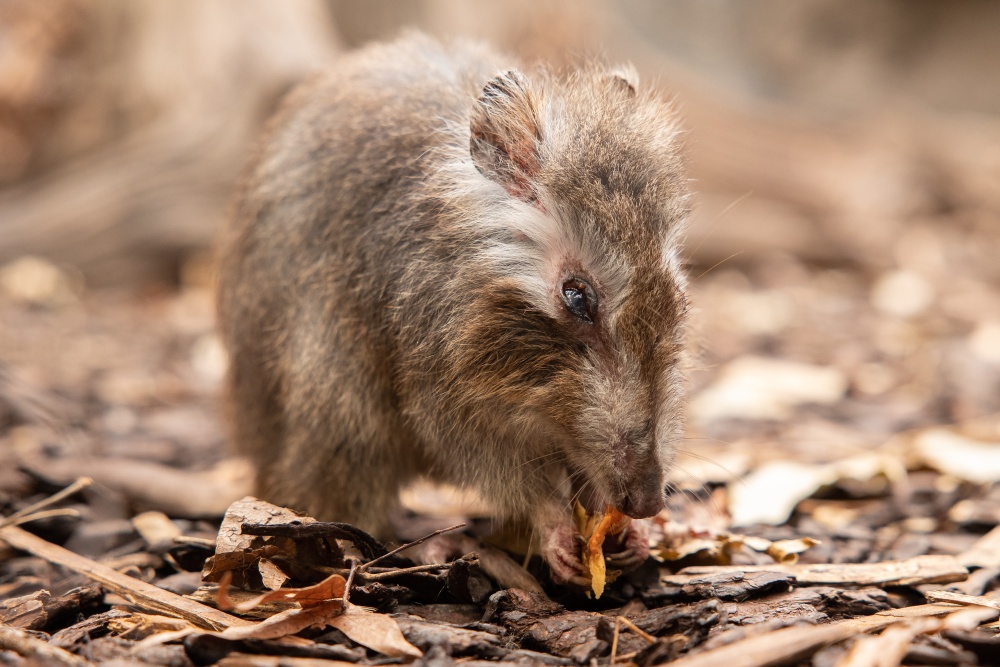 Our long-nose potoroos eat mushrooms, therefore for her 14th birthday I brought Scabbers a piece of chicken mushroom. Photo Miroslav Bobek