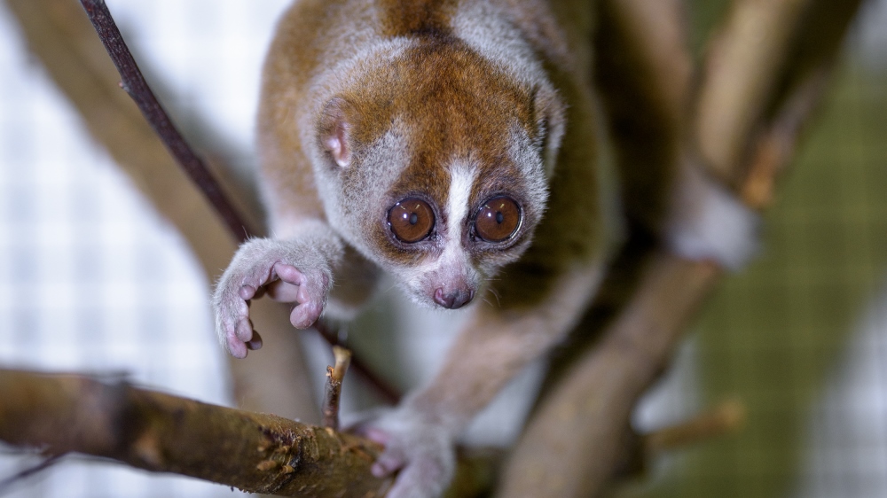 Outloň je jedním z velmi oblíbených zvířat. Projeví se to i při nákupu stravenek? Foto: Petr Hamerník, Zoo Praha