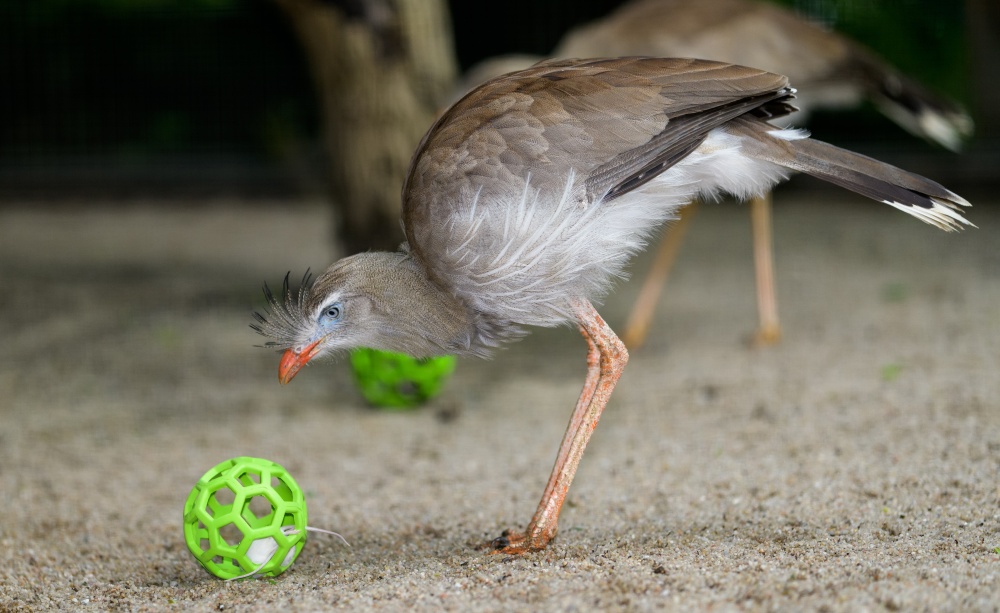 Seriema, foto Petr Hamerník, Zoo Praha