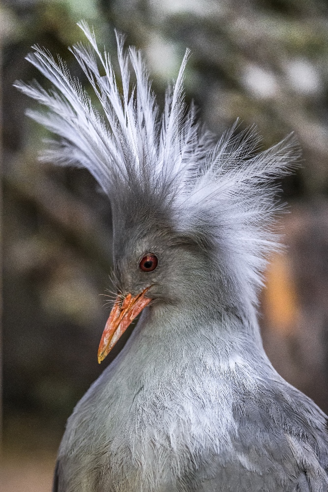 Foto: Petr Hamerník, Zoo Praha