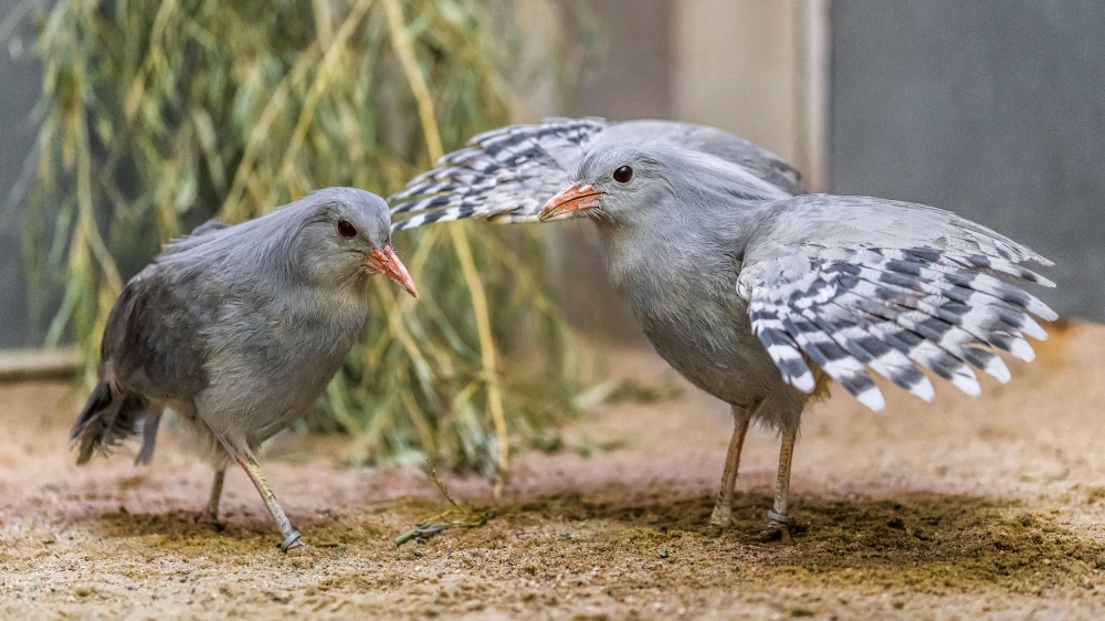 Foto: Petr Hamerník, Zoo Praha