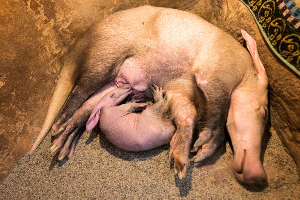 Mládě se pravidelně budí na krmení, denně se mateřského mléka napije až sedmkrát. Foto Petr Hamerník, Zoo Praha