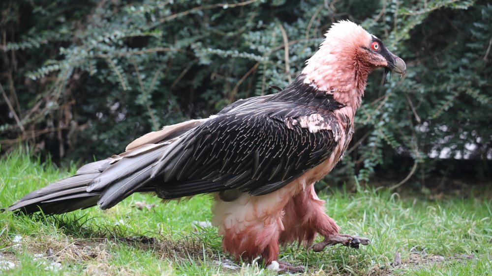 Pablo, foto: Miroslav Bobek, Zoo Praha