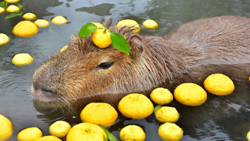 Capybara, capybara, capybara! World's favorite rodent returns to Prague Zoo  - Prague, Czech Republic